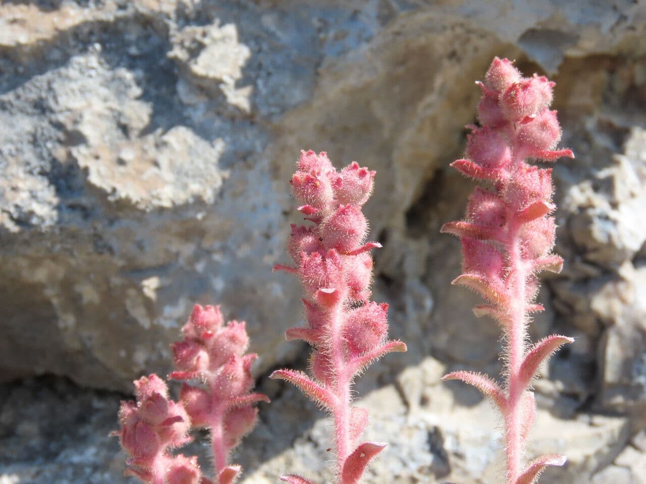 Sassifraga alpina 5