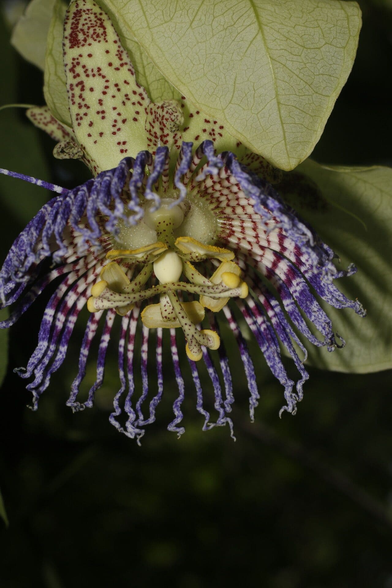 Passiflora 6