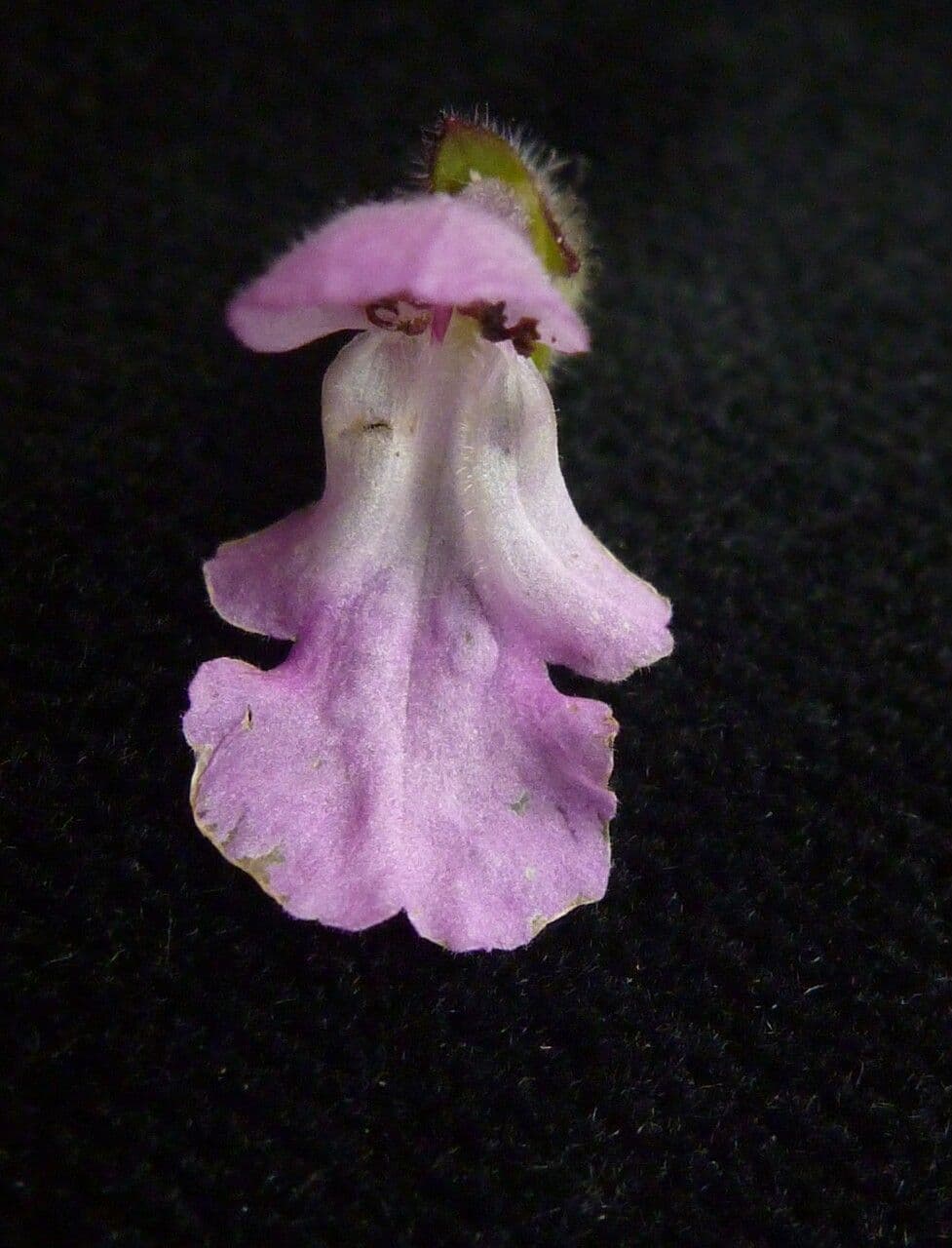 Stachys 2