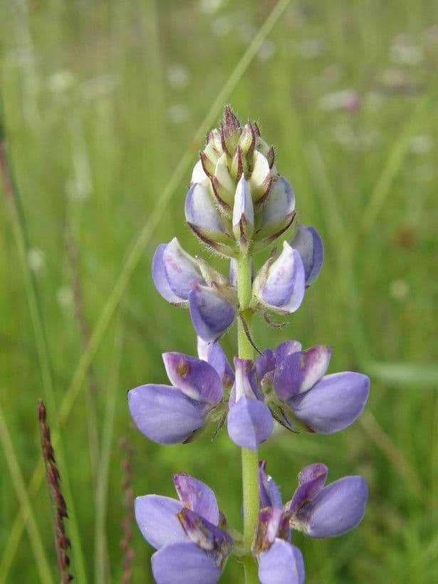 NeuMexikanische Lupine 5