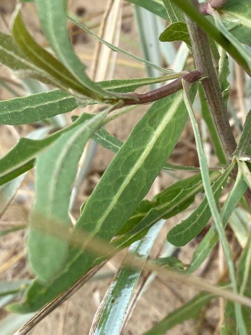 Lactuca tatarica 14
