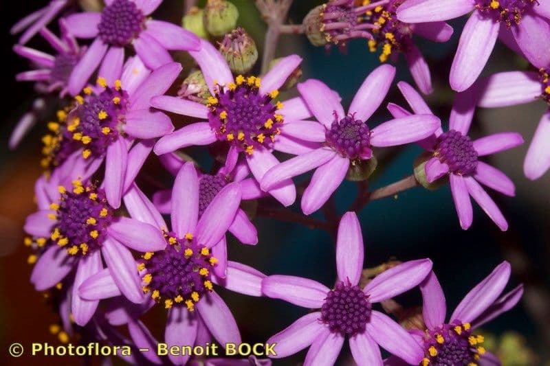 Pericallis