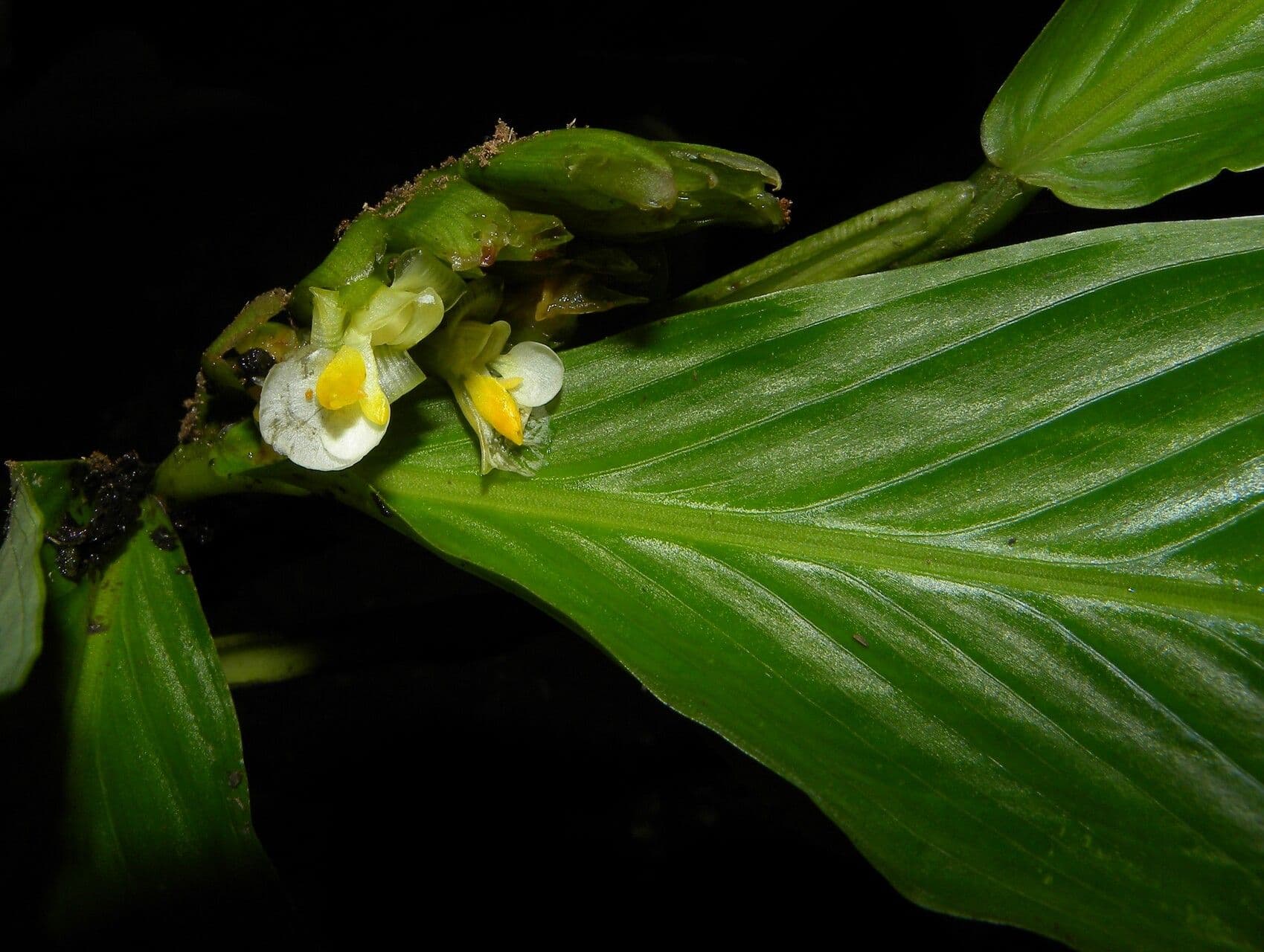 Hylaeanthe 5