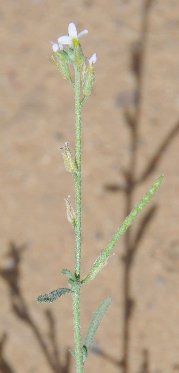 Eremobium egyptské 3