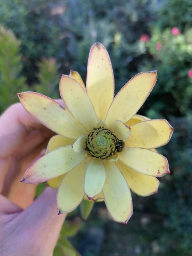 Leucadendron alloro 4
