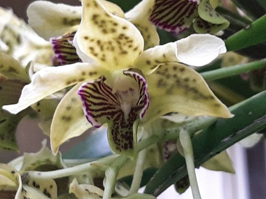 Dendrobium