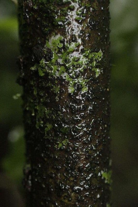 Cordia nodosa 10