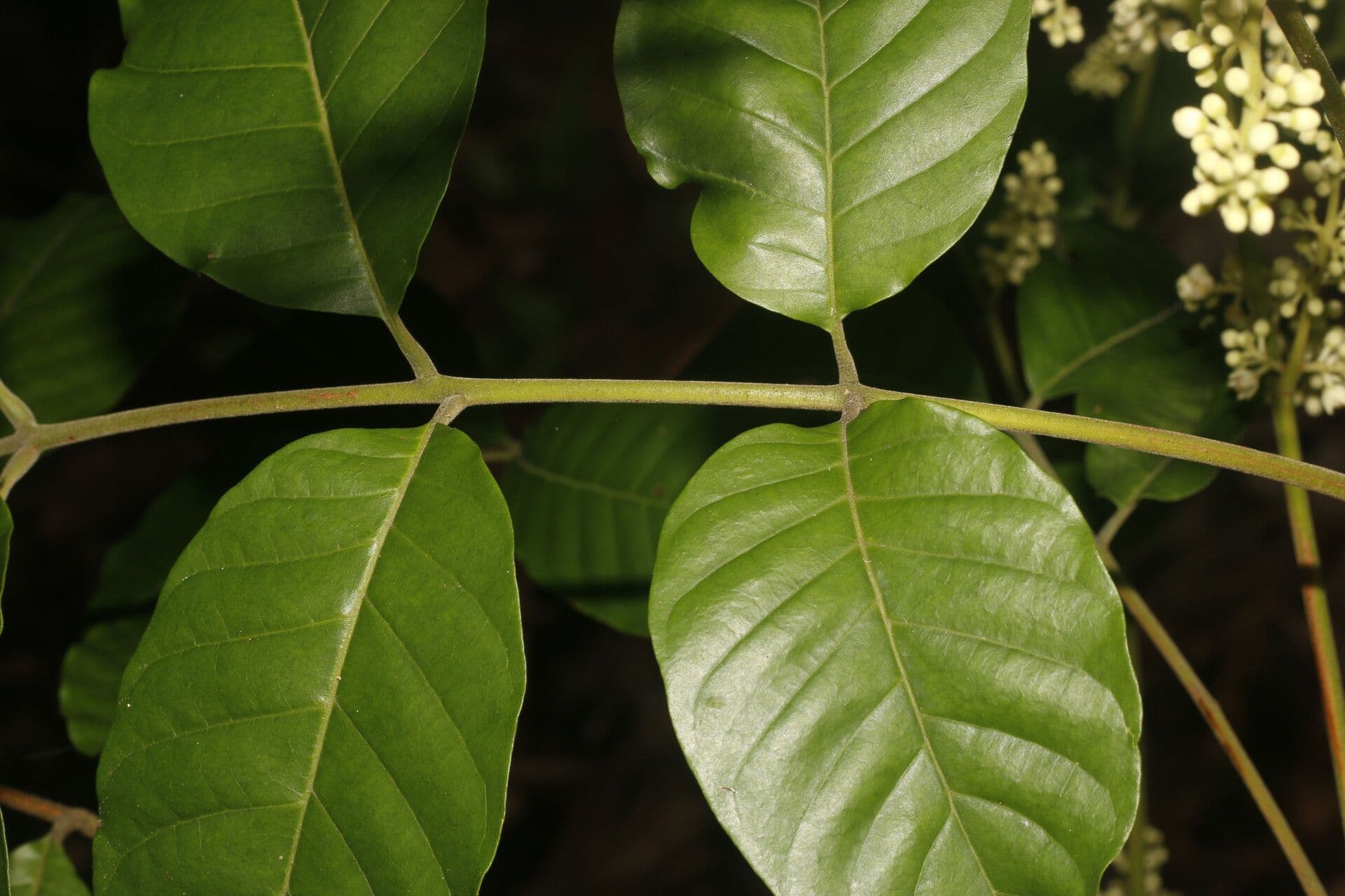 Trichilia martiana 16