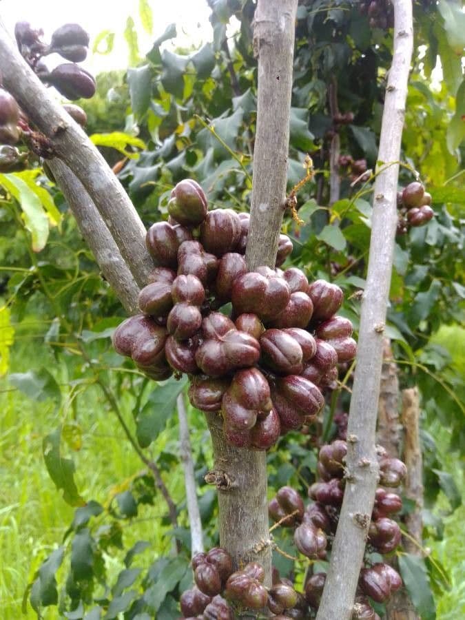 Lepidocupania 2