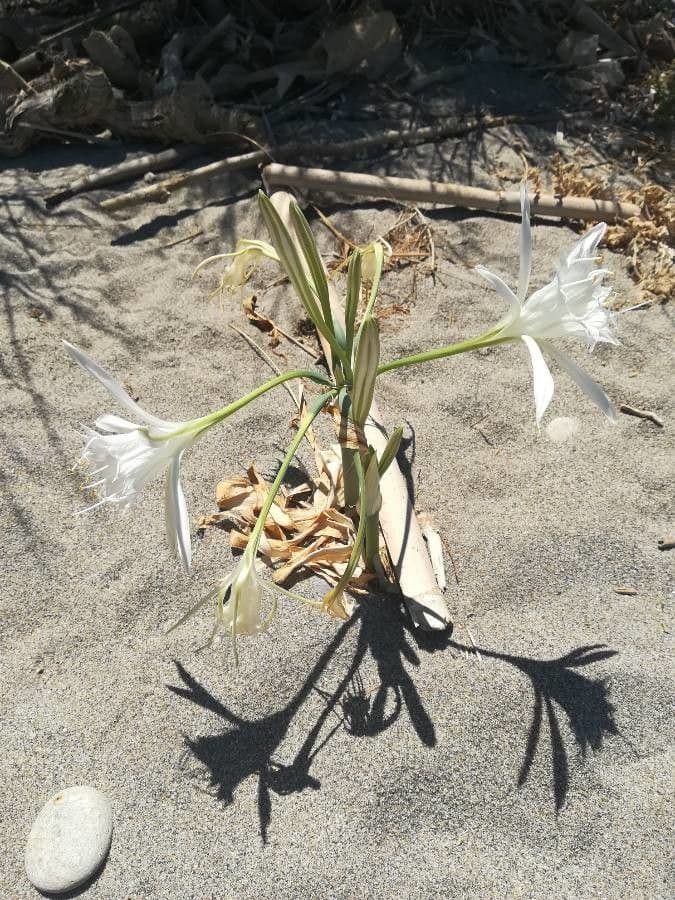 Pankracjum nadmorskie 24