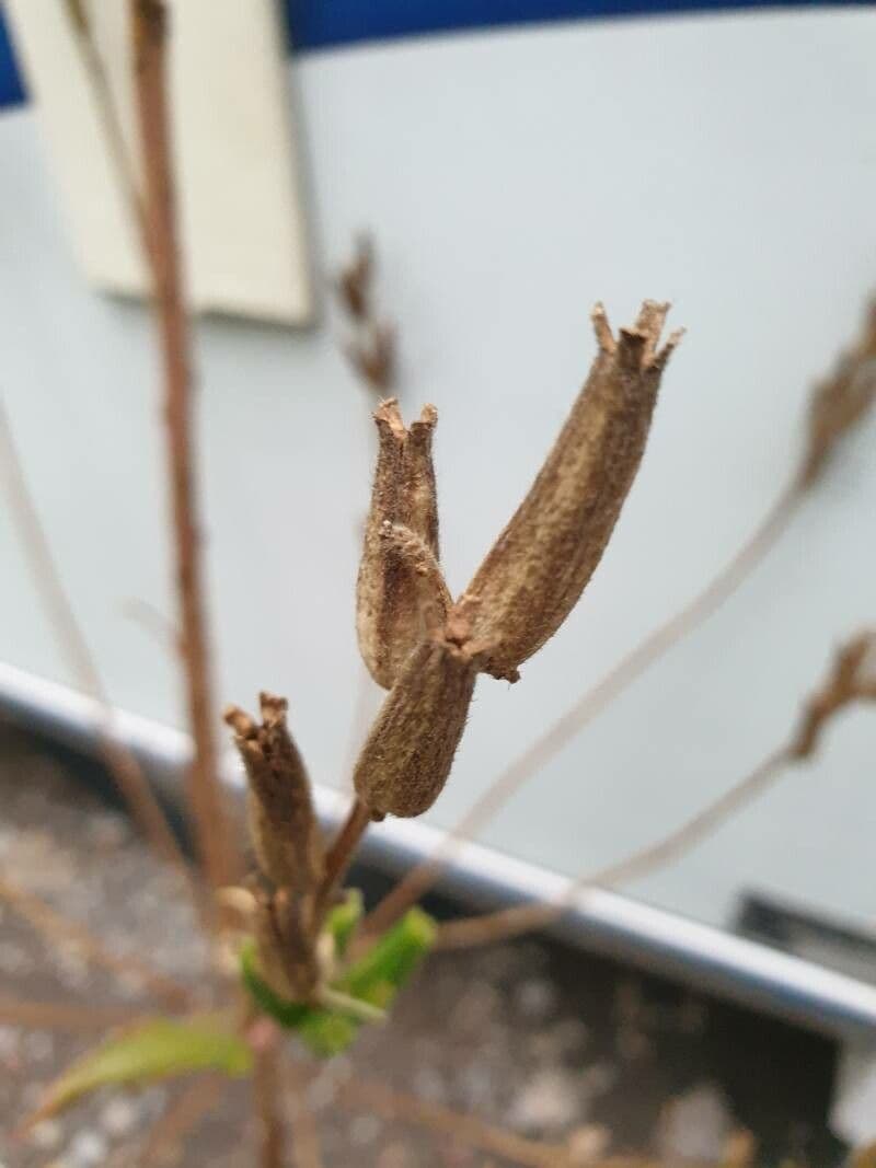 Enagra 4