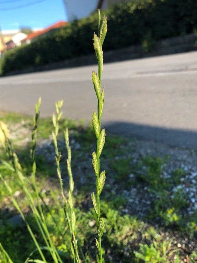 Loglio perenne 7