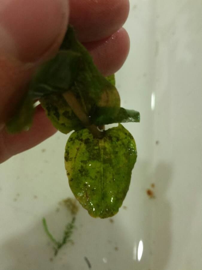 Brasca perfoliata 16