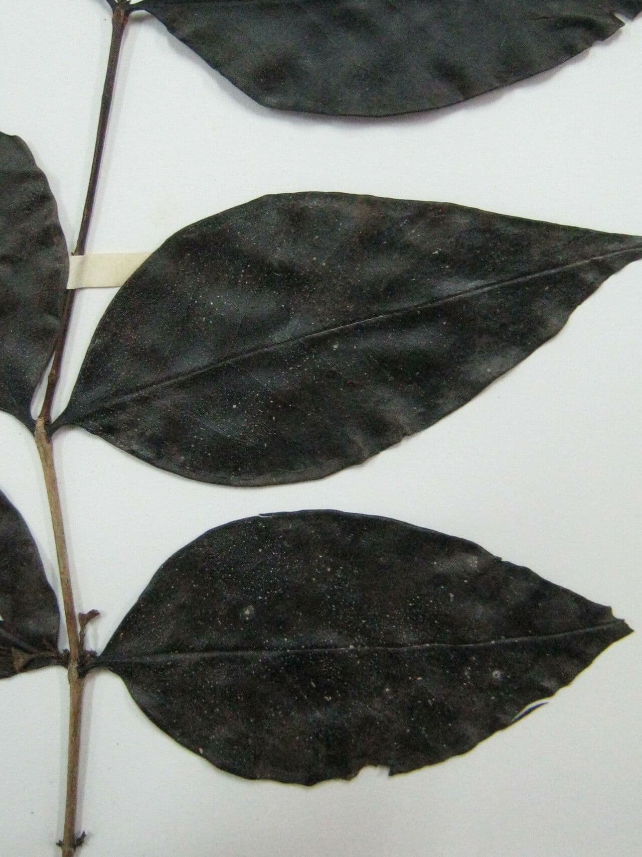 Mouriri vernicosa 5