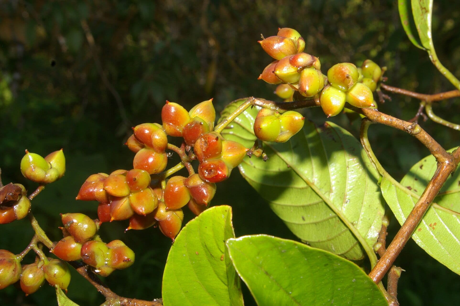 Tetracera 3