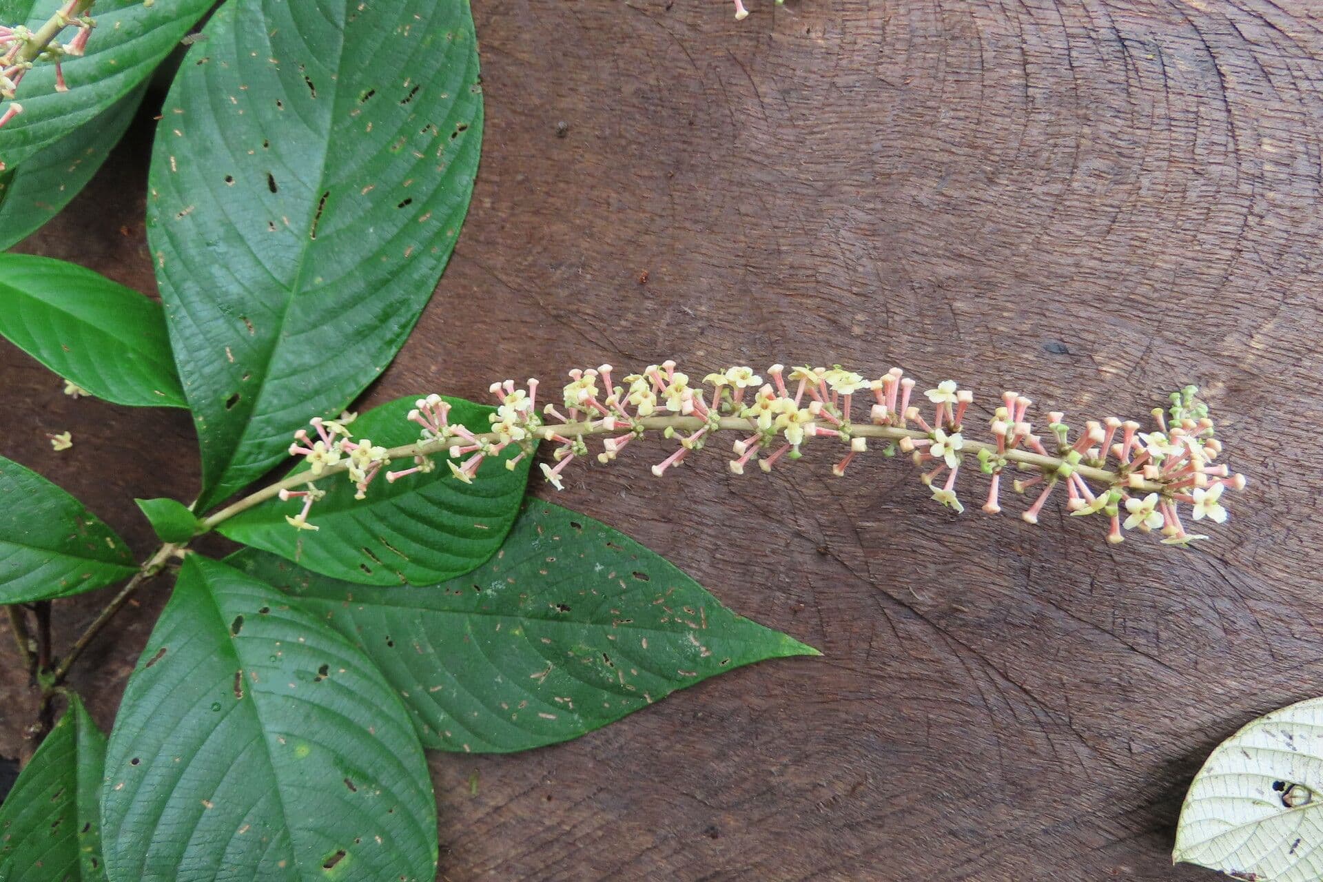 Arachnothryx buddlejovitý 12