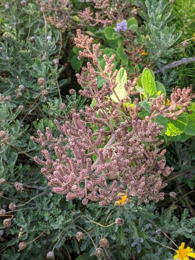 Tetradenia 5