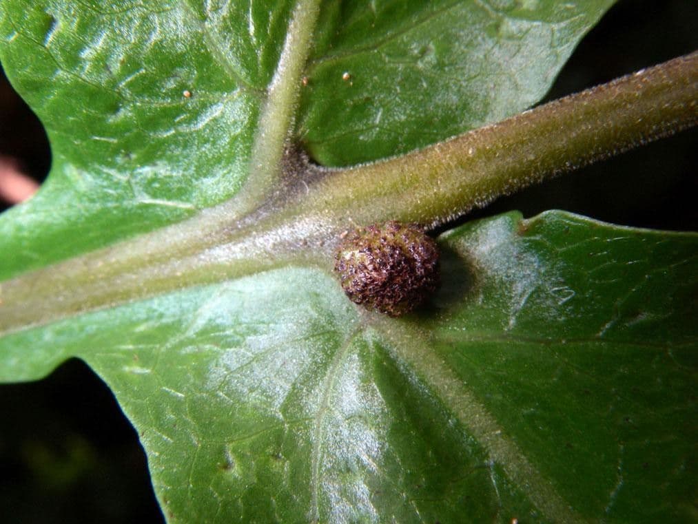 Tektaria wcinana 7