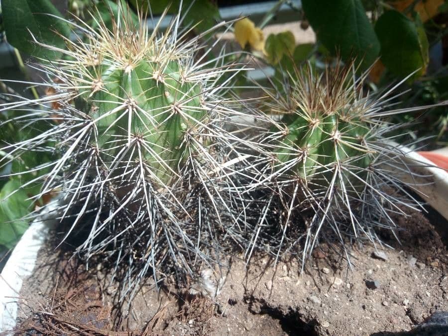 Cactus banana 15