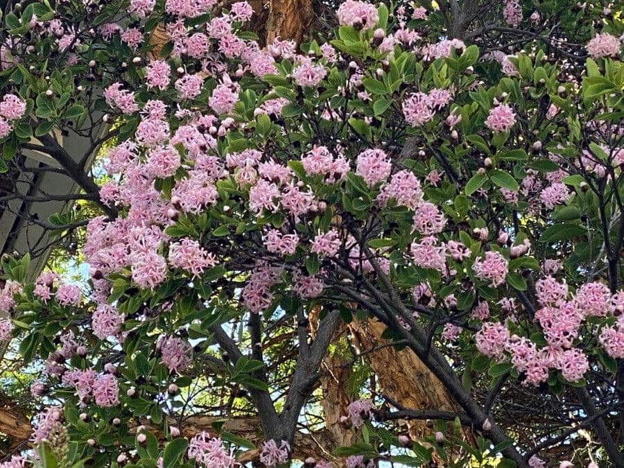 Dais cotinifolia 4