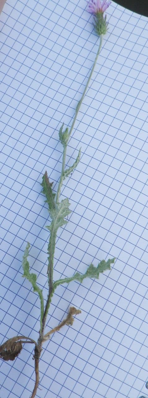 Cardo argentato 7