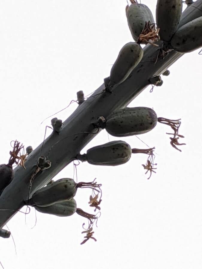 Agave lechuguilla 3