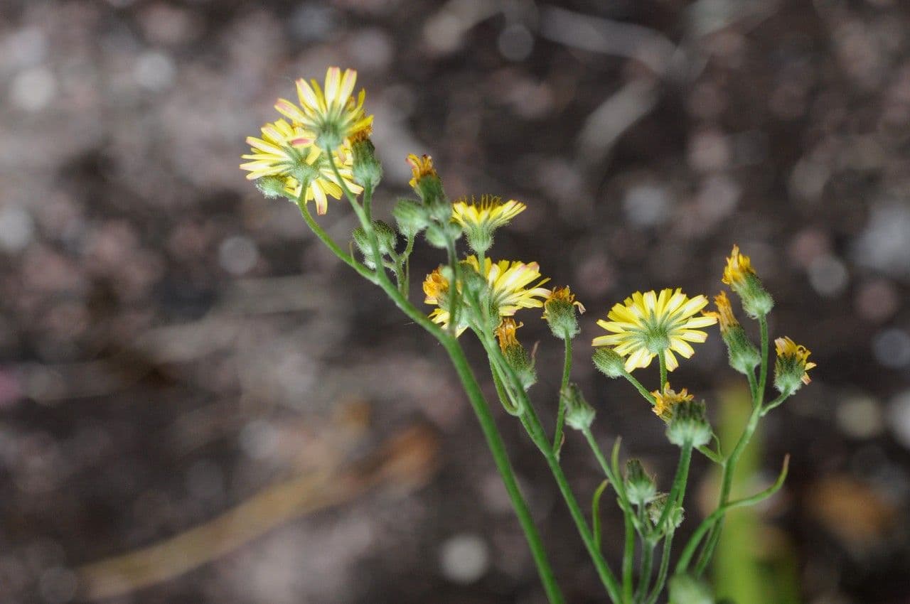 Radicchiella capillare 27
