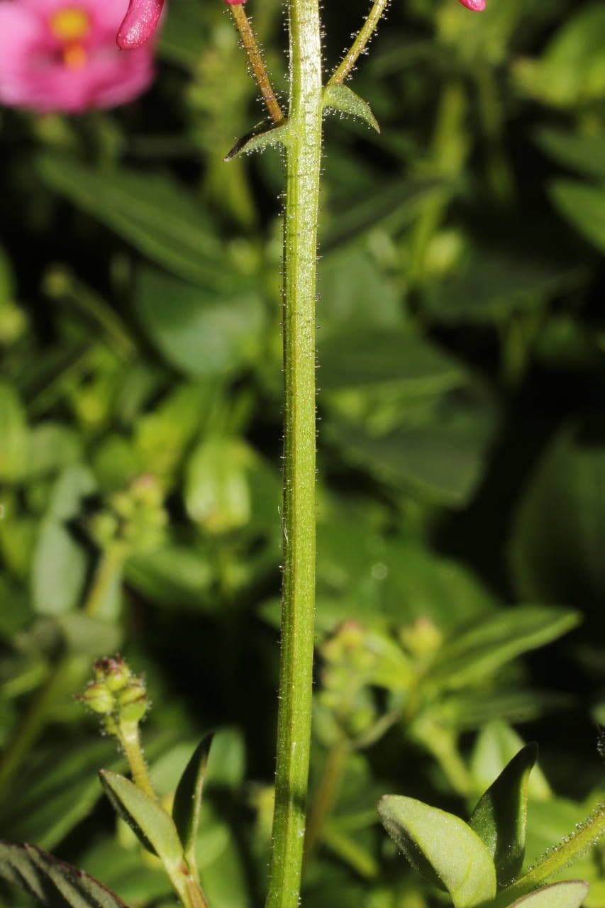 Diascia 21