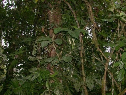 Philodendron 22