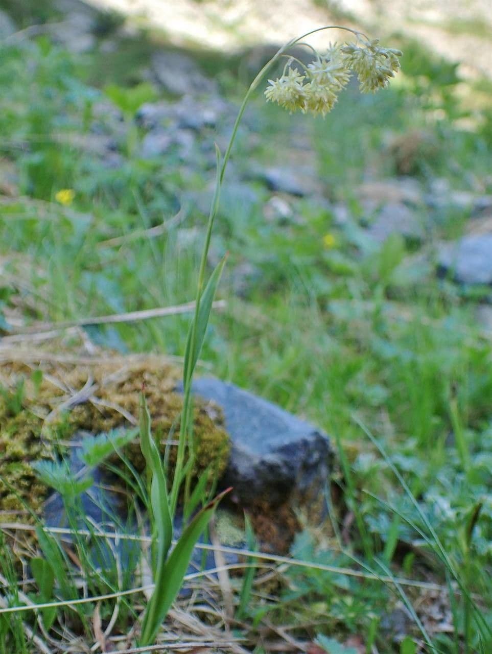 Guglia gialla 9