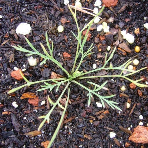 Esparsette-Mohn 8