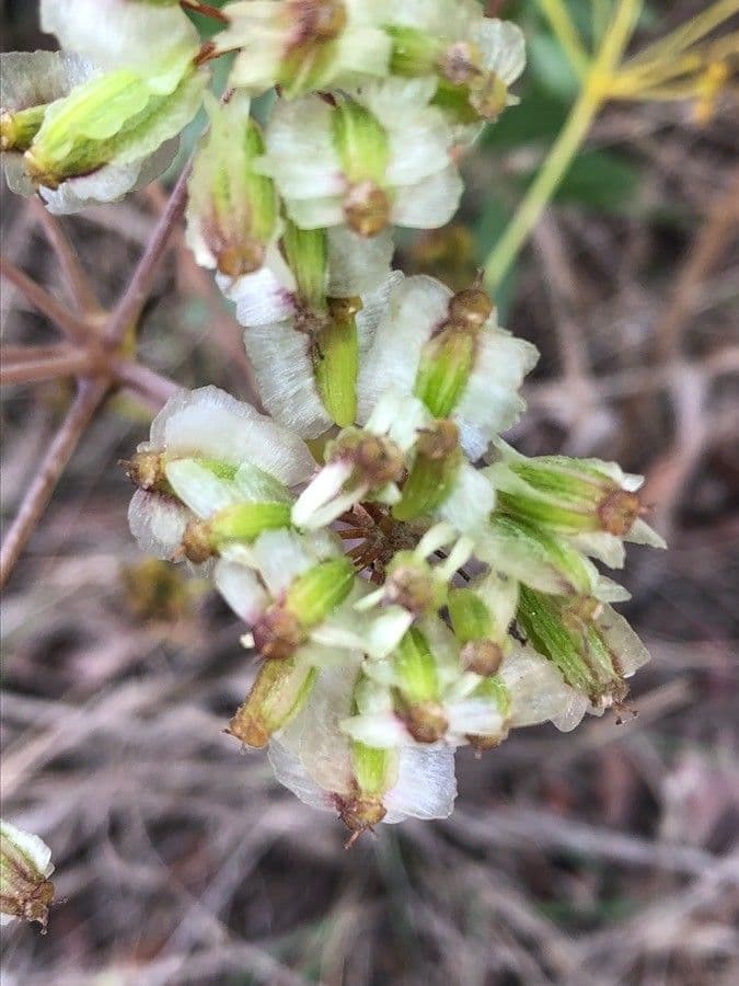 Sagapeno 5
