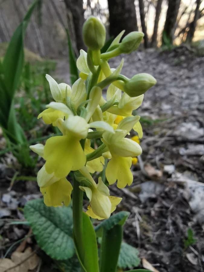 Orchide pallida 5