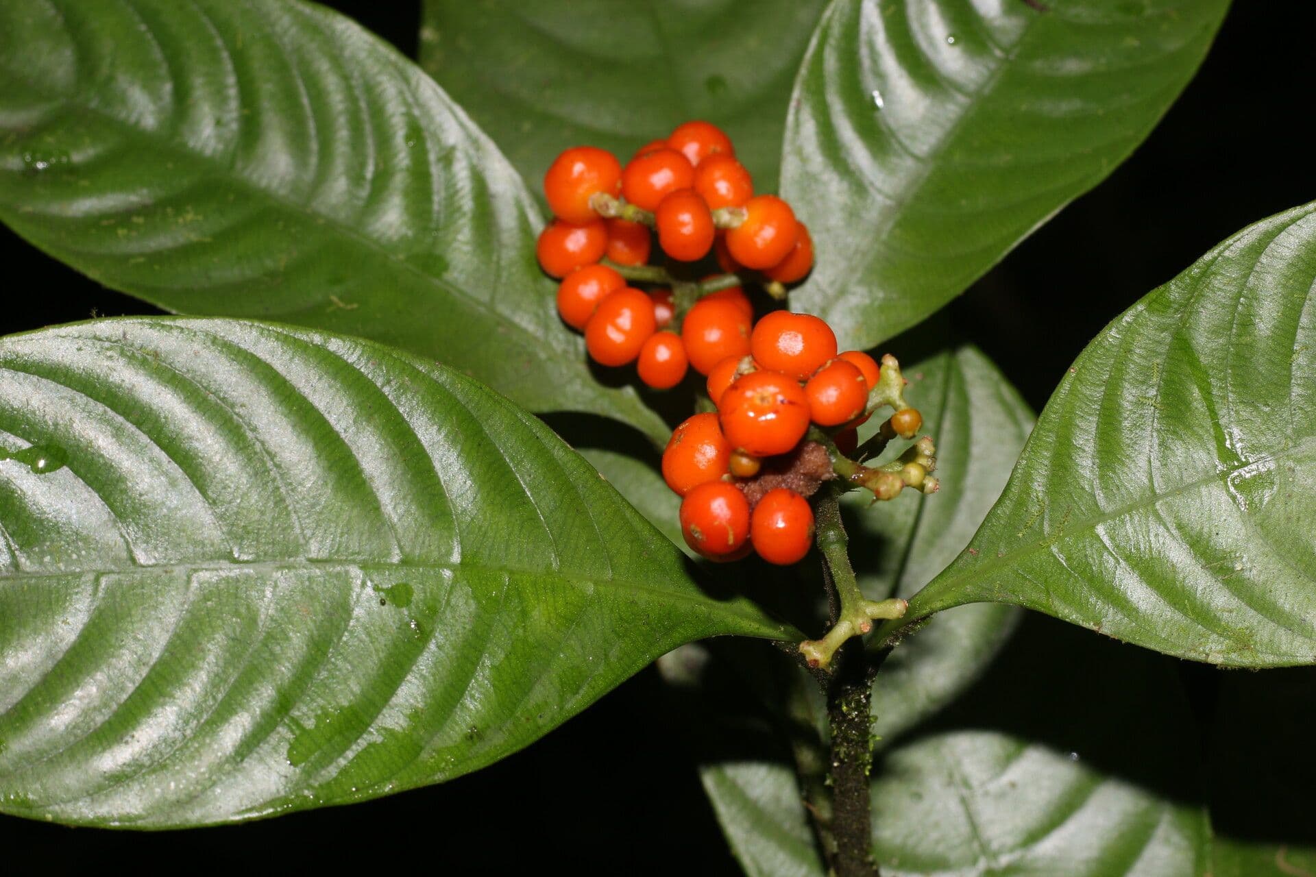 Psychotria 8