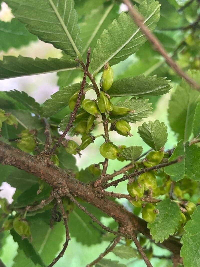 Hemiptelea davidii 4