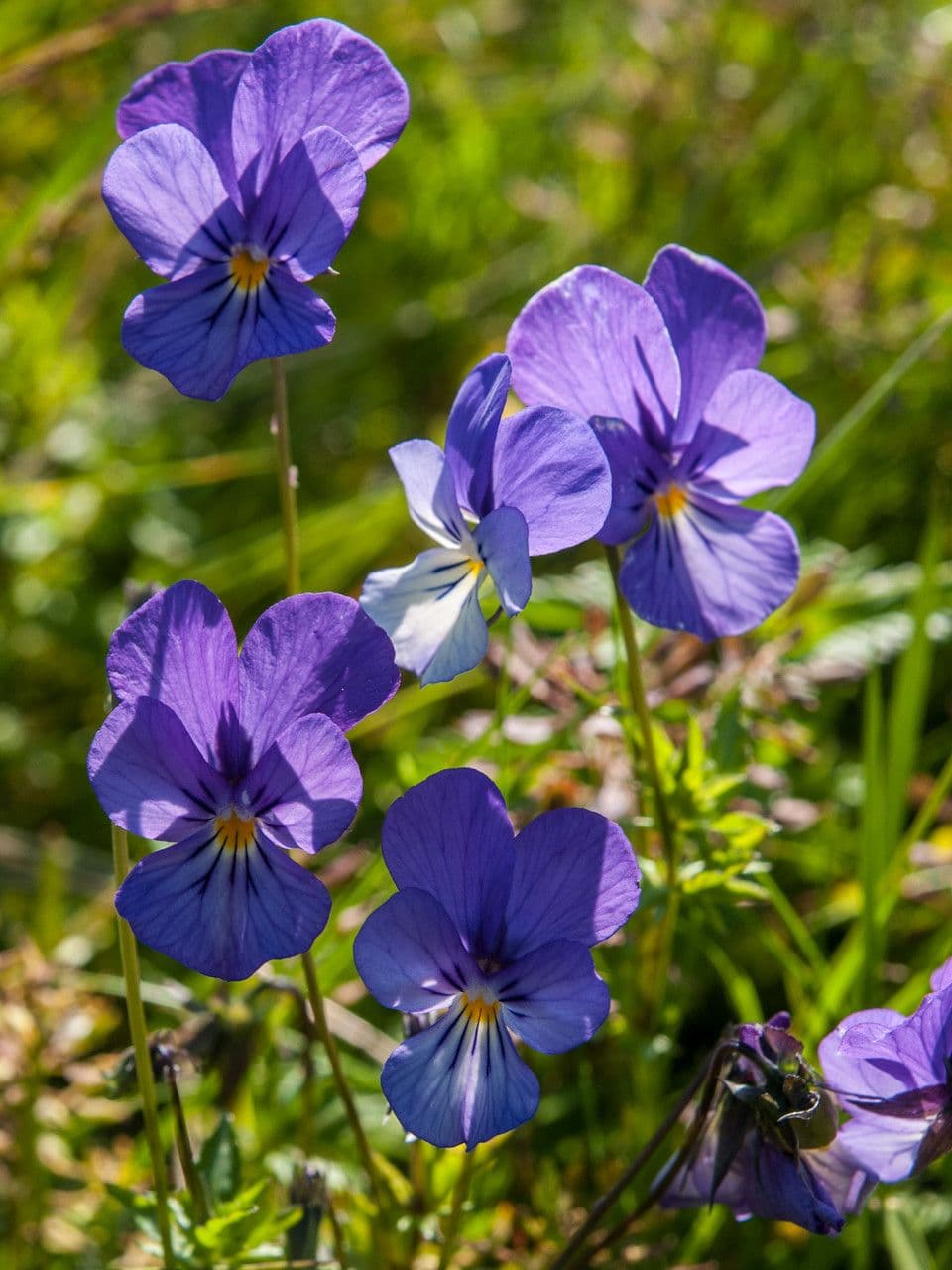 Viola 2