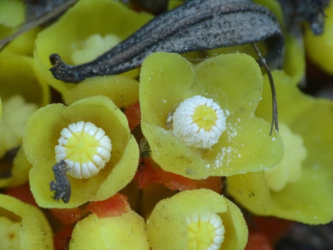 Cytinus hypocistis 6