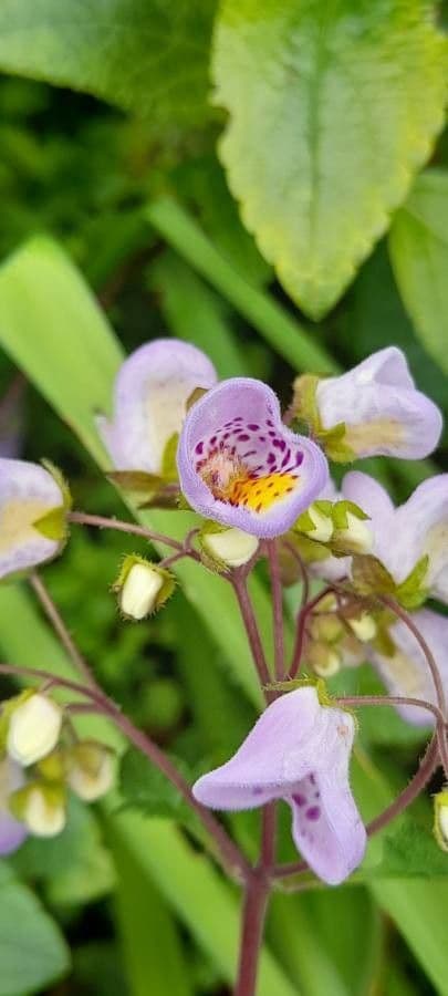 Jovellana viola 2