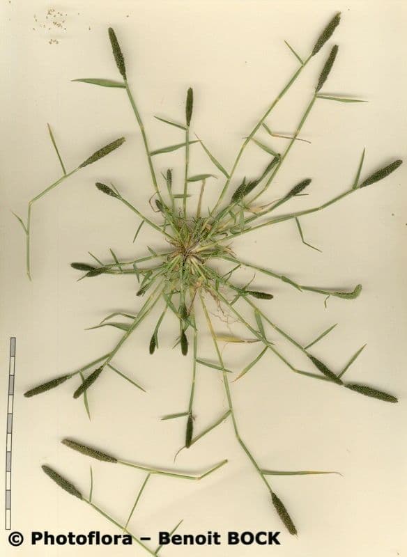 Sporobolus 24