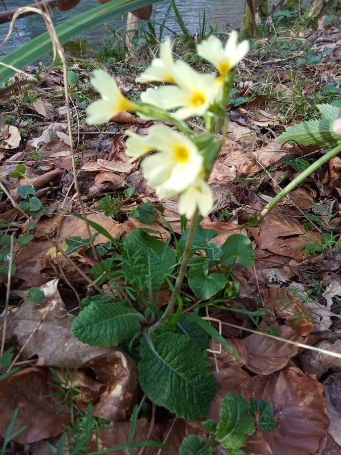 Primula maggiore 21