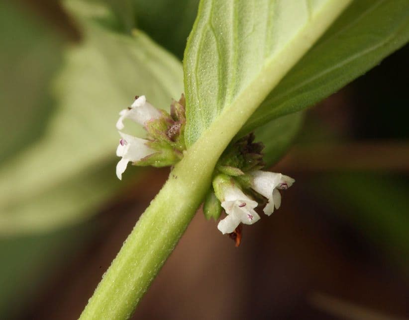 Lycopus uniflorus 2