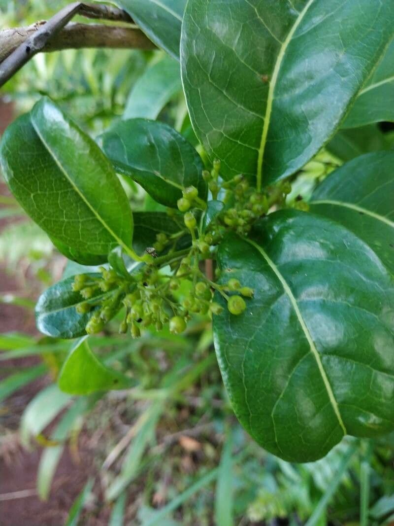 Danais