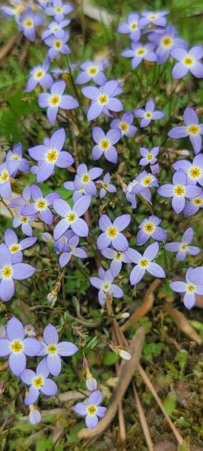 Houstonia azzurra