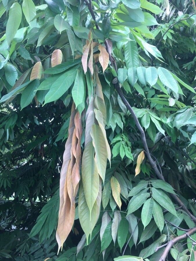 Amherstia 13