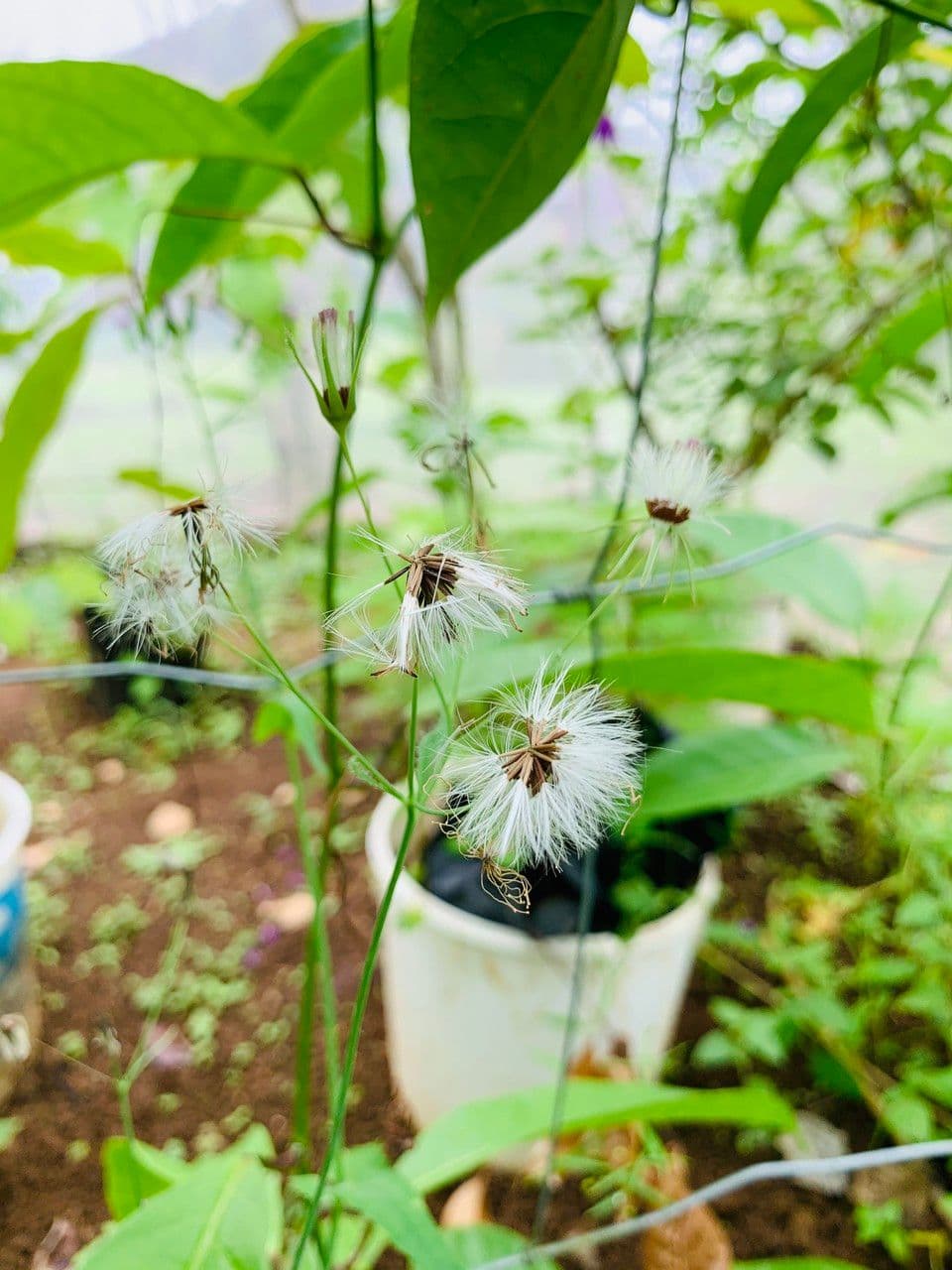 Emilia sonchifolia 5