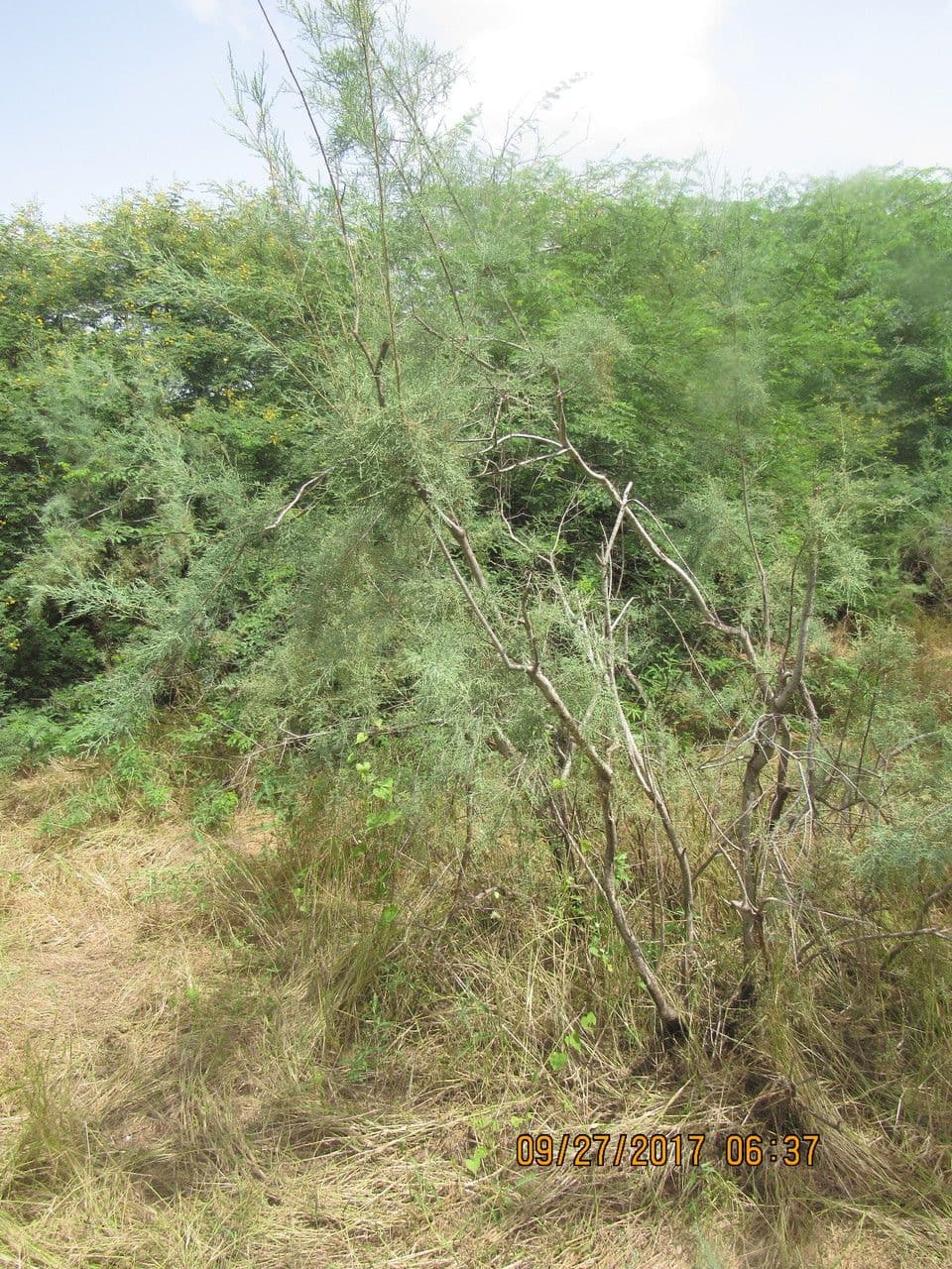 Tamariz 7