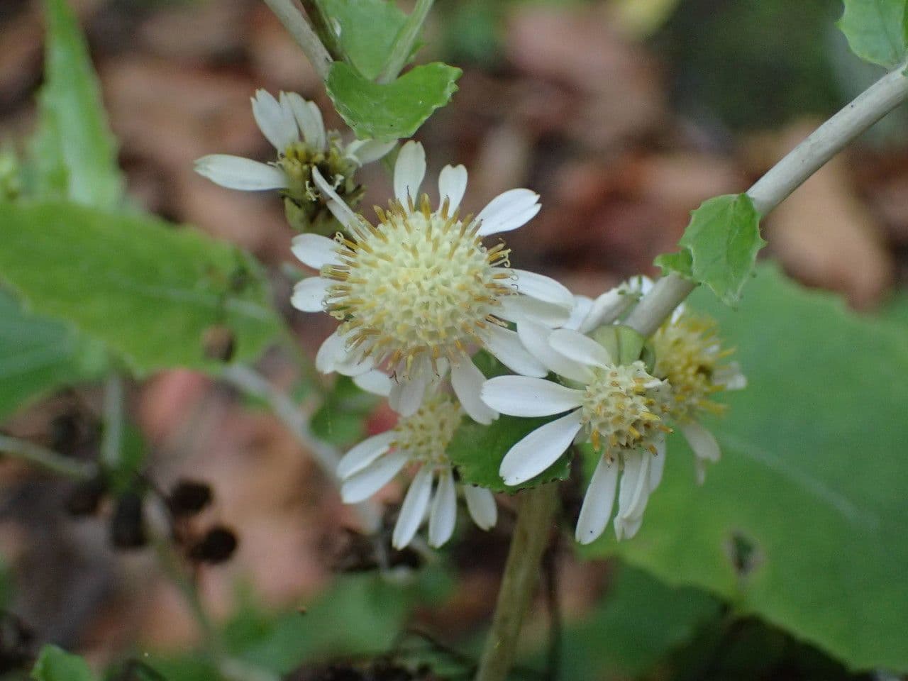 Pericallis