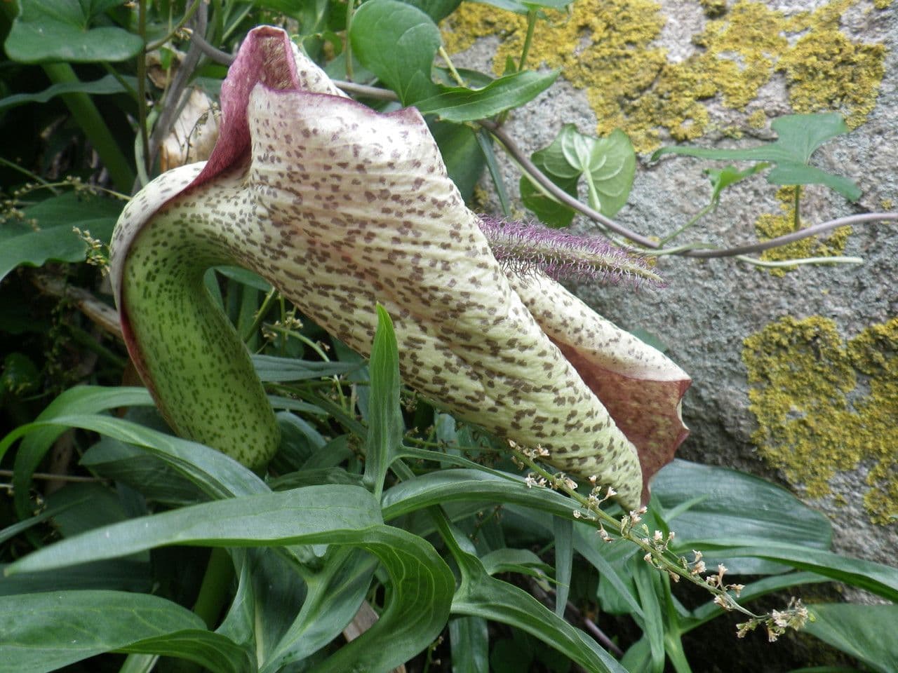 Helicodiceros 4