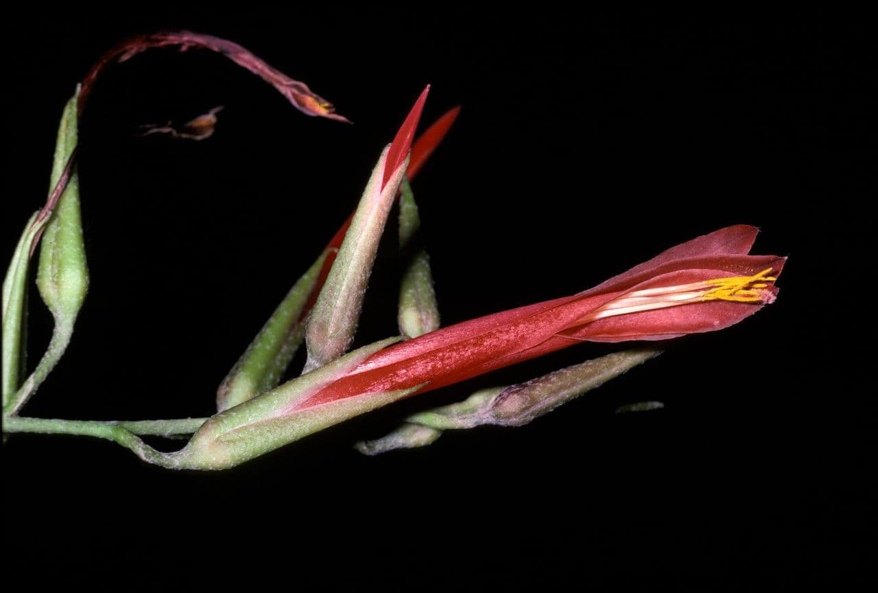 Pitcairnia