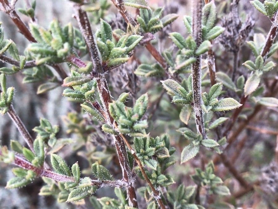 Saturejka thymbra 14